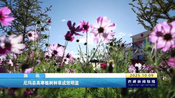 尼玛县高寒植树种草成效明显