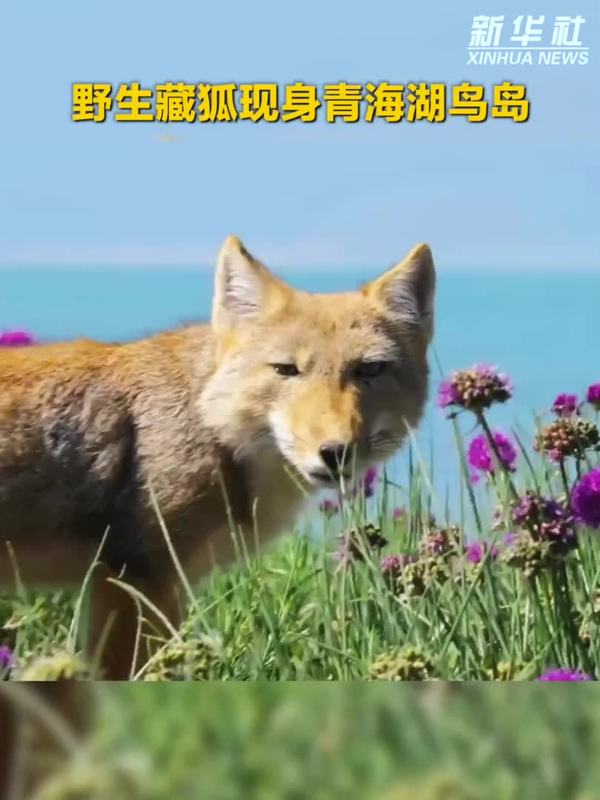 藏狐现身青海湖鸟岛