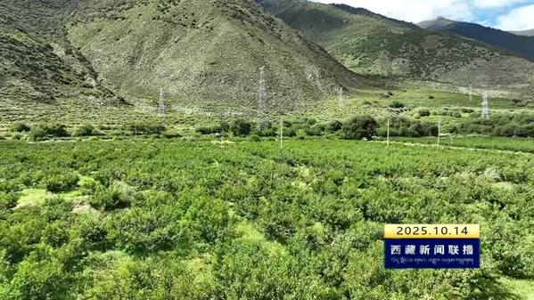 米瑞黄桃串起乡村振兴“甜蜜链”