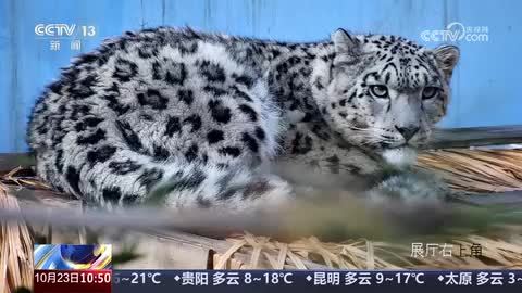 【今天是世界雪豹日】青海：今年野生动物救护繁育中心已救助两只雪豹