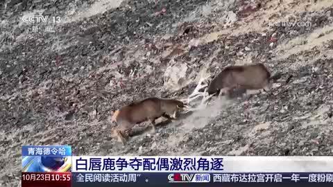 青海德令哈：白唇鹿争夺配偶激烈角逐