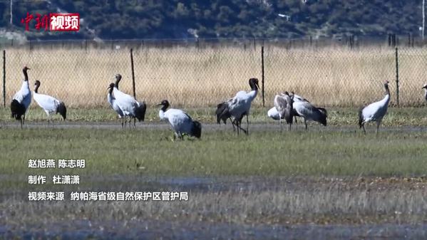 香格里拉纳帕海越冬黑颈鹤数量已超150只