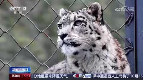 今天是世界雪豹日｜青海：今年野生动物救护繁育中心已救助两只雪豹