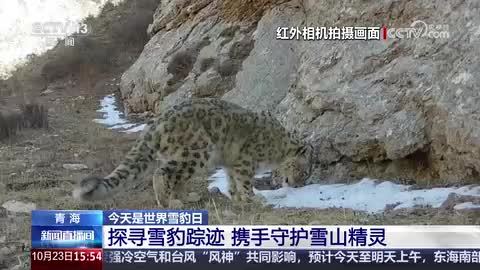 今天是世界雪豹日｜青海：探寻雪豹踪迹 携手守护雪山精灵