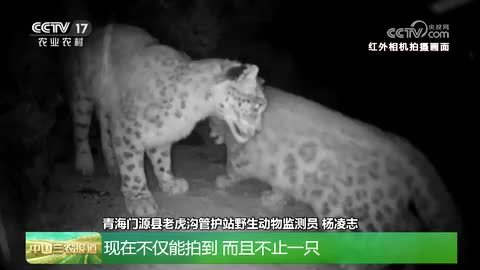 世界雪豹日｜青海：携手牧民护生态 雪豹活动频繁