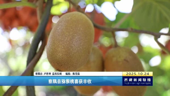 察隅县猕猴桃喜获丰收