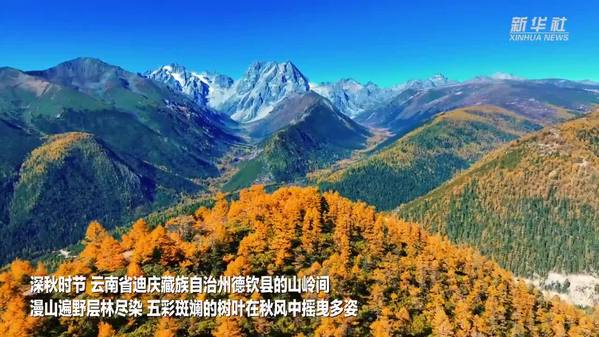 云南德钦：层林尽染 秋色绚烂