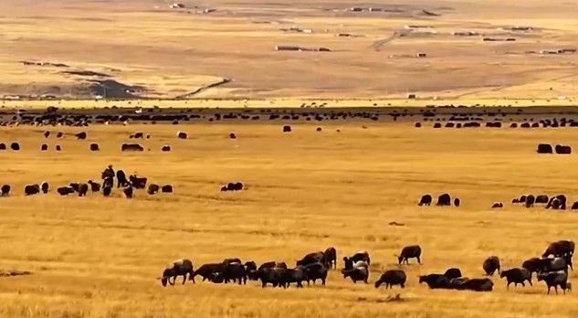 青海泽库县：深秋草原 风光无限