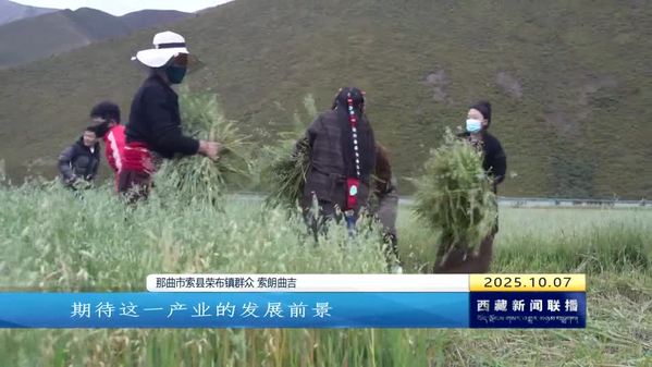 金秋时节那曲各地奏响丰收乐章