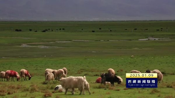 西藏自治区两年间完成草原生态保护和修复治理试验示范面积31万亩