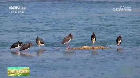 四川甘孜：“鸟类大熊猫”黑鹳群现身高原湿地