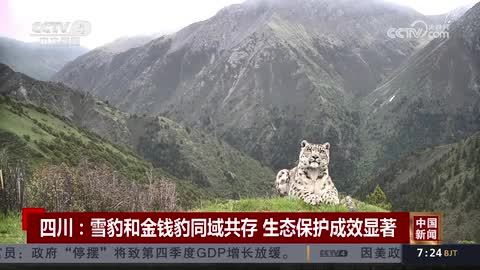 四川：雪豹和金钱豹同域共存 生态保护成效显著