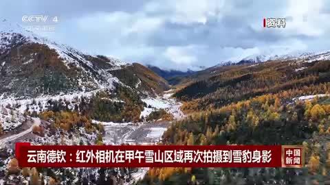 云南德钦：红外相机在甲午雪山区域再次拍摄到雪豹身影
