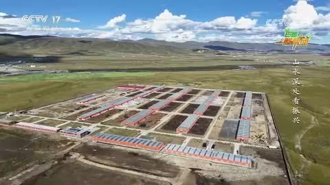 山水深处看振兴·高原牧牛羊