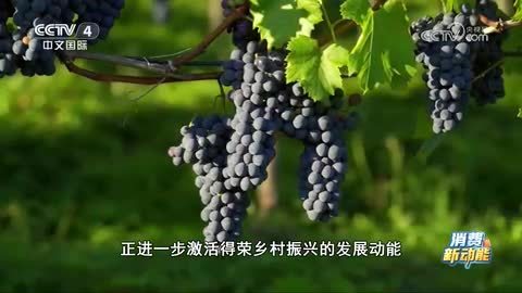 四川甘孜：精准帮扶促振兴 葡萄藤结出“幸福果”
