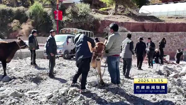 八宿县发放优质奶牛助力奶业振兴