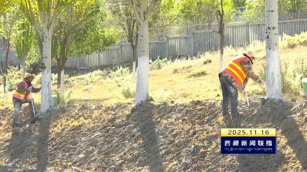 【新时代新征程新伟业·创建国家生态文明高地】山南：“天上飞+地上防”守护人工林安全越冬