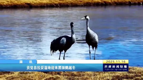 贡觉县拉妥湿地迎来黑颈鹤越冬