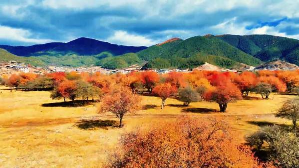 色彩斑斓 初冬香格里拉竟然这么美