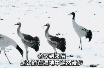 青海玉树：鹤舞雪原