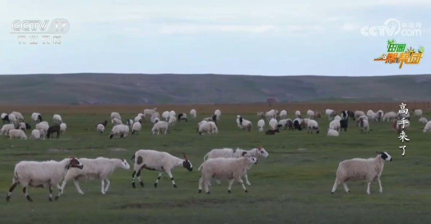 高手来了·养羊有新招