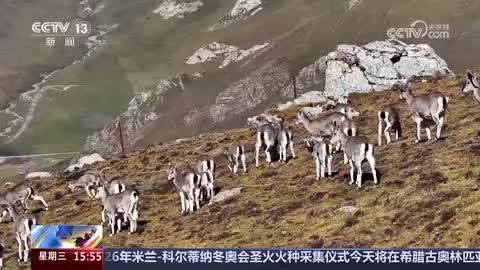 青海海晏：雪覆青山藏精灵 成群岩羊旷野漫步