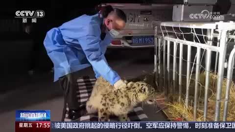 青海玉树：警民联手成功救助一只受伤雪豹