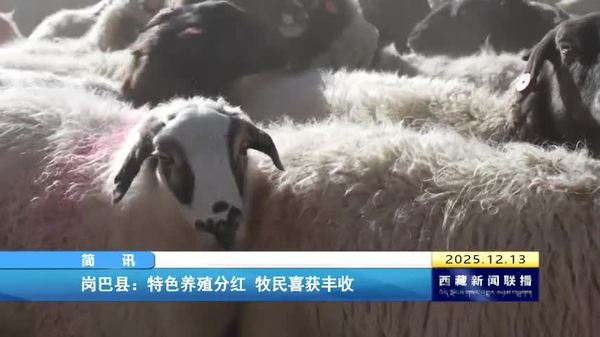 岗巴县：特色养殖分红 牧民喜获丰收
