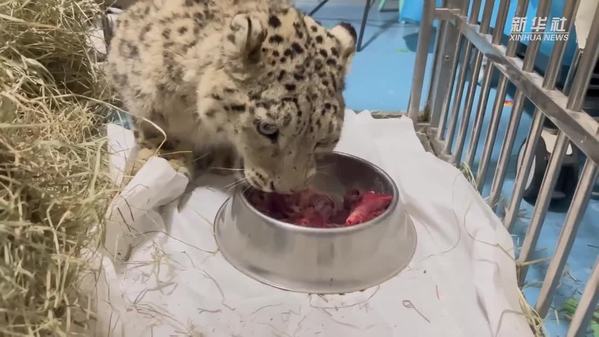 青海被救护雪豹“凌不饿”身体状态逐步恢复 