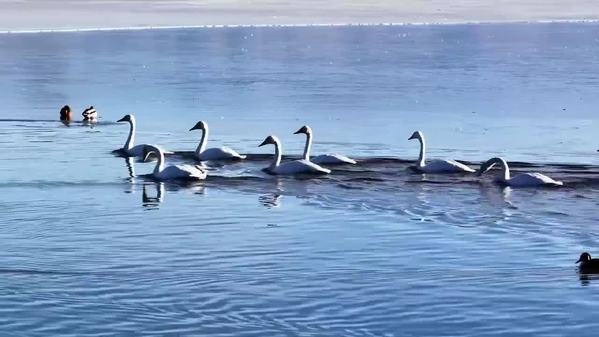 天鹅翩跹赴约 湖光山色焕生机