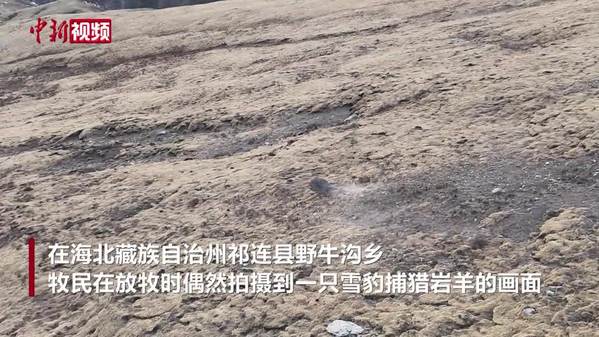 实拍高原上的“较量”：雪豹捕猎岩羊不料结局反转 雪豹“懵圈”
