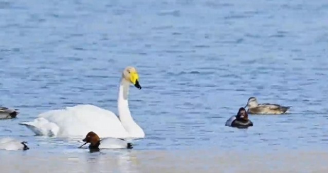 母亲河的冬日浪漫