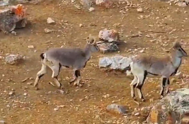 青海海西：柏树山岩羊种群规模扩大