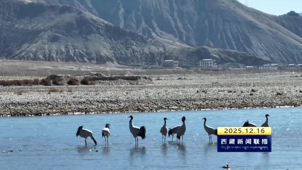 南木林：黑颈鹤如期归来 22载守护谱写生态佳话