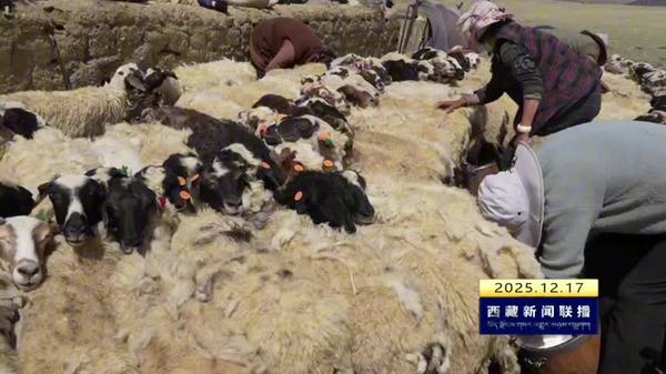 岗巴羊地理标志保护示范区通过国家验收