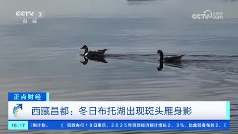 西藏昌都：冬日布托湖出现斑头雁身影