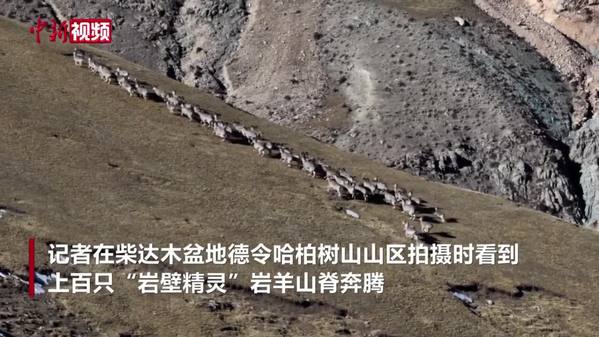 青海德令哈：上百只岩羊山脊奔腾