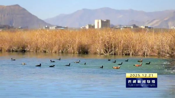 拉鲁湿地获“世界海拔最高的城市天然湿地”称号