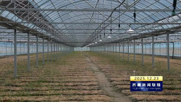 【新时代新征程新伟业·因地制宜发展高原特色优势产业】千年智慧淬炼成方 藏医药产业春意盎然