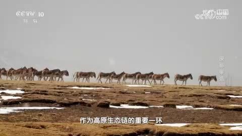 《地理·中国》家在河畔·探秘果洛