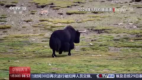 【探秘冬日祁连山】生机涌动 野牦牛群奔腾在雪原深沟