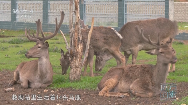 《远方的家》中国自然秘境 高原精灵奇遇记