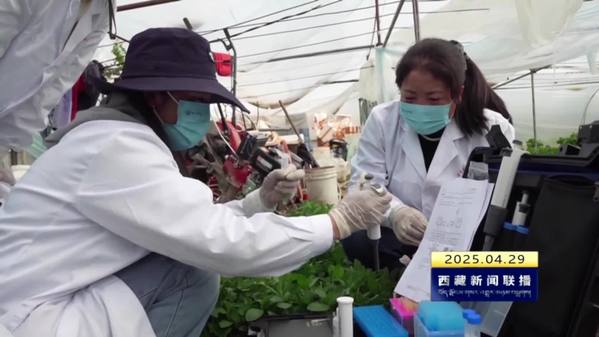 守护“舌尖安全” 巴宜区启用胶体金快速检测农药残留