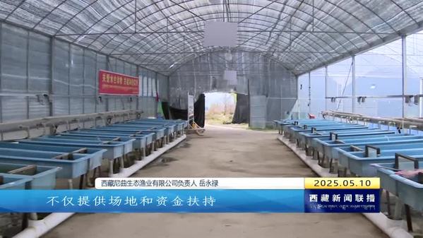米林市：高原冷水鱼“游”出致富新路径