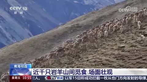 青海祁连：近千只岩羊山间觅食 场面壮观