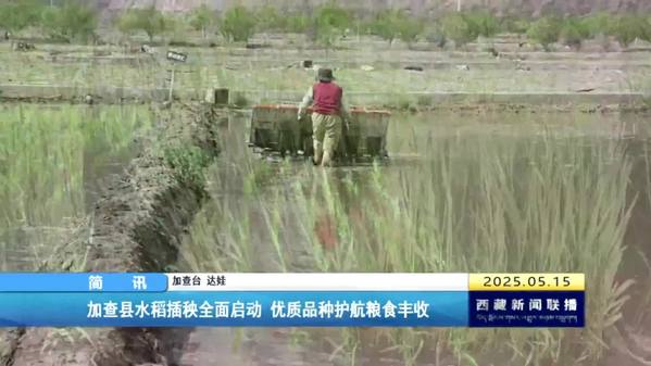 加查县水稻插秧全面启动 优质品种护航粮食丰收