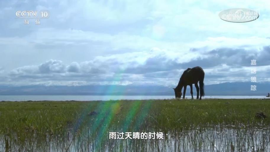 探秘生态廊道（一）·嘉塘狼踪