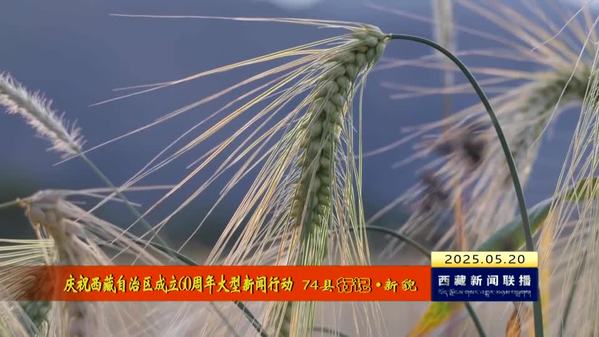 【庆祝西藏自治区成立60周年大型新闻行动 74县行记•新貌】江孜县：以产业“精深”实现青稞价值“跃升”
