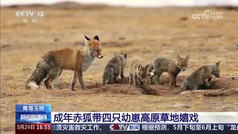 青海玉树：成年赤狐带四只幼崽高原草地嬉戏