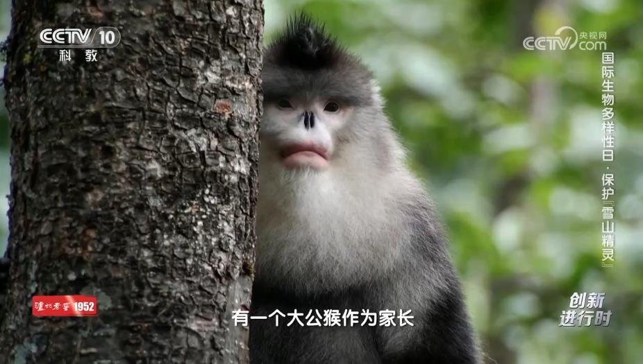 国际生物多样性日·保护“雪山精灵”